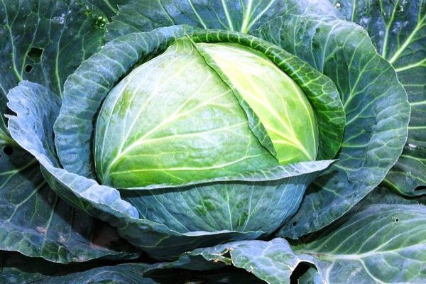 cabbage