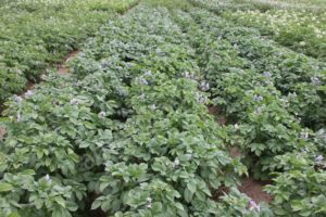 Description of the potato variety Golubizna and its characteristics