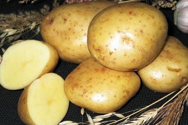 description of tubers