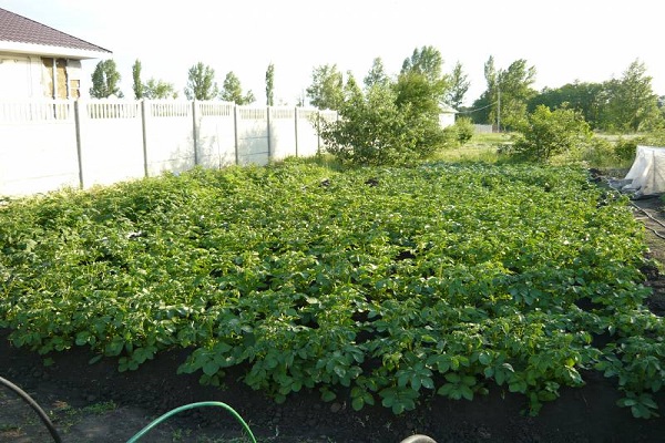 nettoyage des mauvaises herbes