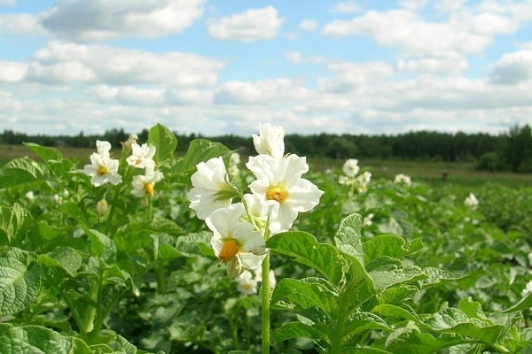 amateurs de pommes de terre