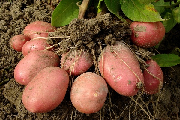 un seul légume racine