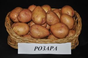 Description of the Rosara potato variety, recommendations for growing and reviews of gardeners