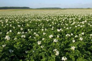 Description de la variété de pomme de terre Vineta, plantation en pleine terre et entretien