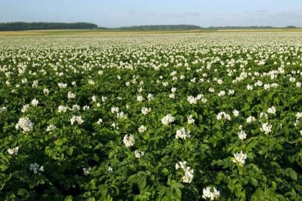 sprouting potatoes