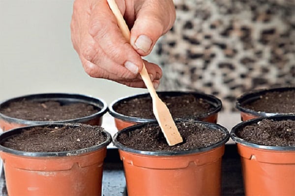 seeds in a pot