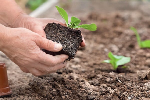 ground transplant