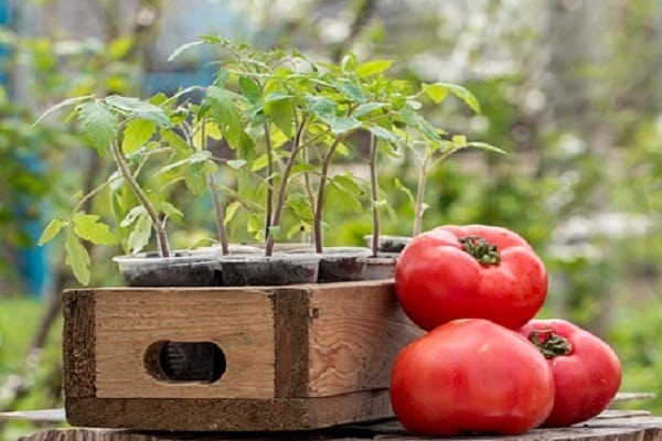 plantar tomates