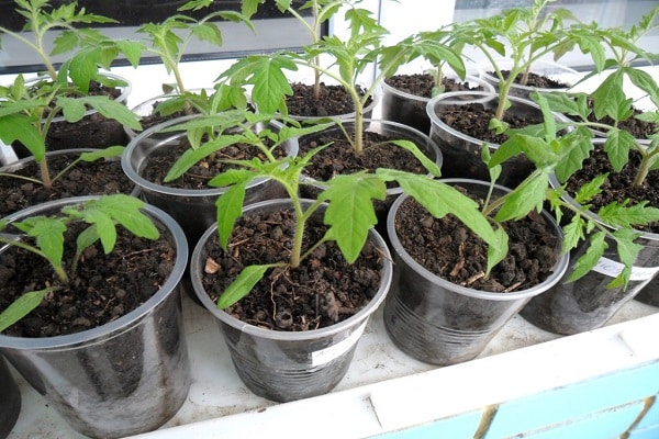 faire pousser des légumes