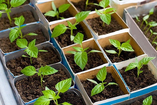 tomates en février