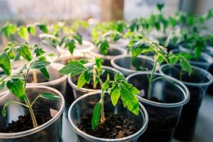 Cuándo plantar tomates para plántulas en 2020 según el calendario lunar