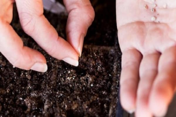 seeds in the ground