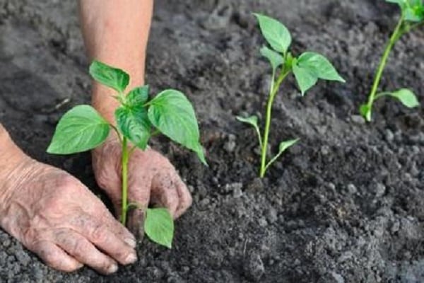 pimiento vegetal