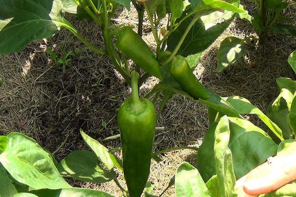 planting crops