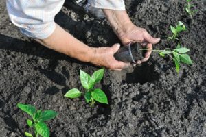 À quelle température et quand le poivre peut-il être planté en pleine terre