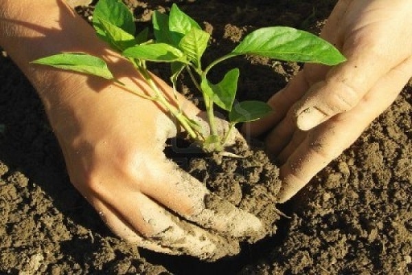 cooking the garden