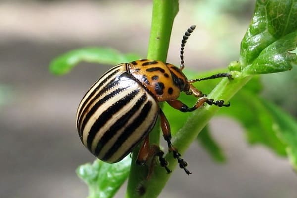 beetle on potatoes