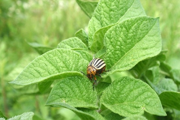 pests on potatoes