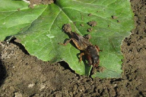 eating seedlings