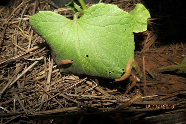 slugs on seedlings