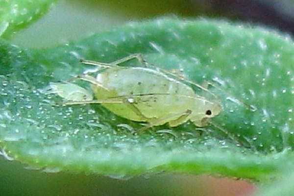 aphids