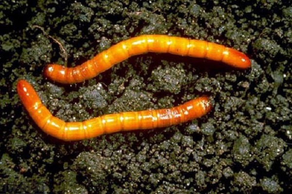 wireworm meets