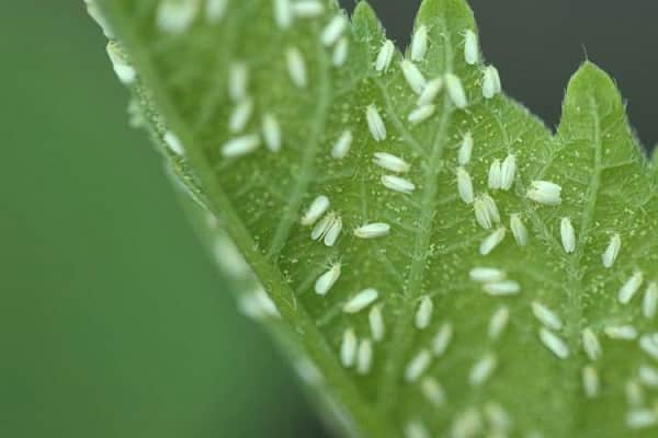 scourge of greenhouses