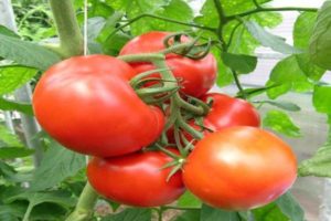 Description de la variété de tomate Kupchikha, ses avantages et sa culture