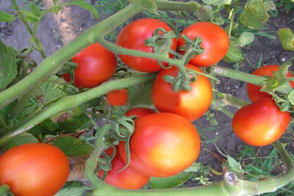 variété de tomate lagidny