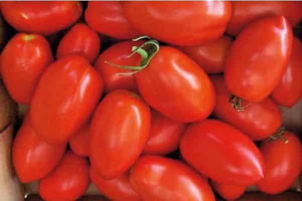 plantar tomate