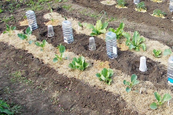 flowering varieties