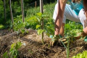 Description and characteristics of the best varieties of sweet peppers