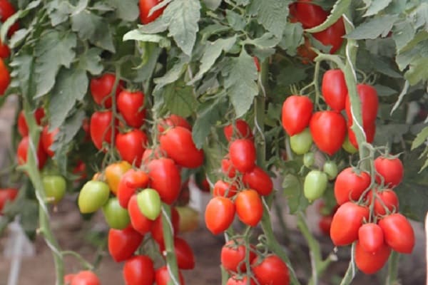 mass of tomatoes