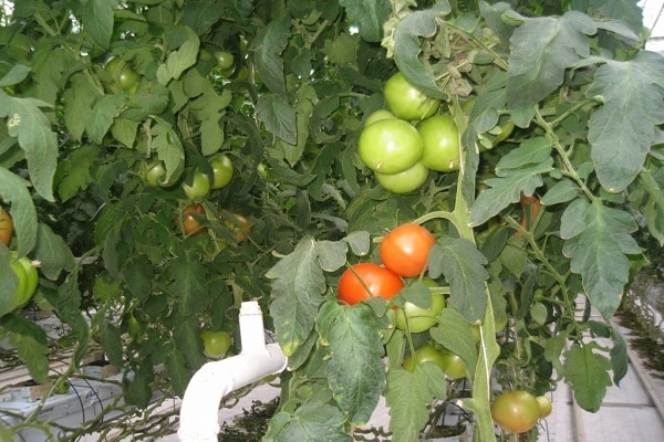 Saratov tomato