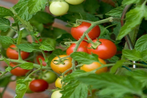 early maturing crops