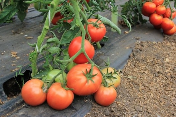 round tomatoes