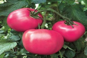 Características y descripción de la variedad de tomate Raspberry Rhapsody