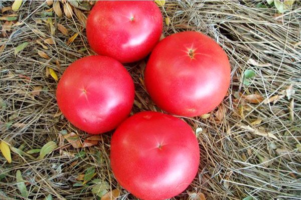 tomates sucrées aux framboises