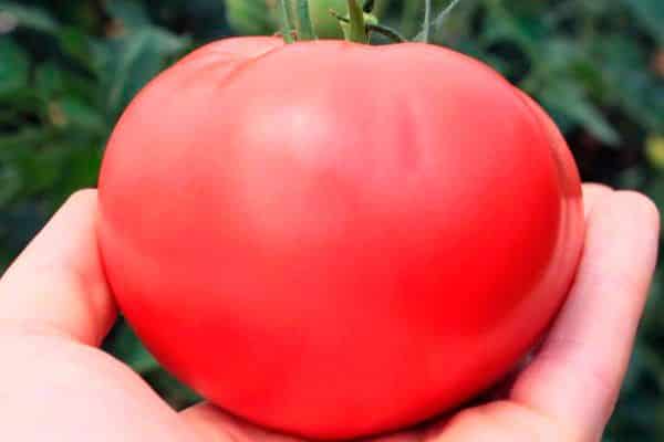 douceur tomate framboise