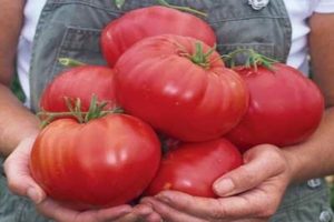 Descripción de la variedad de tomate Ataque de frambuesa, características de cultivo.