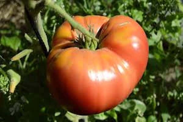 variété assaut de framboises