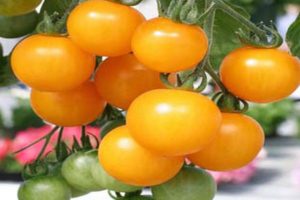 Characteristics and description of the tomato variety Honey cluster