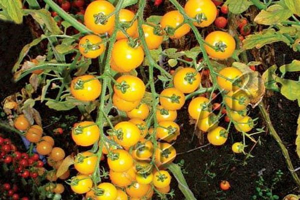 watering tomato