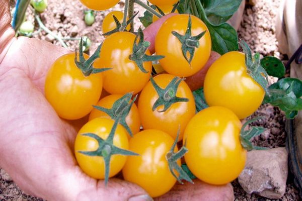 bouquet de miel de tomate