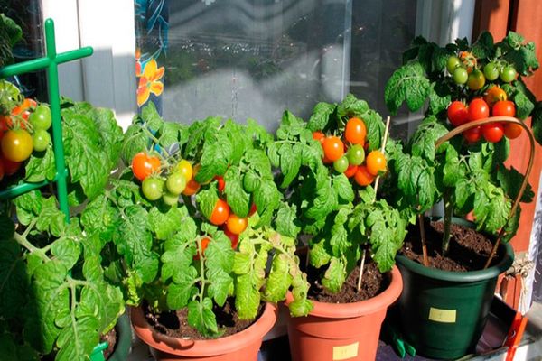 tomates micron nk prendre soin de lui