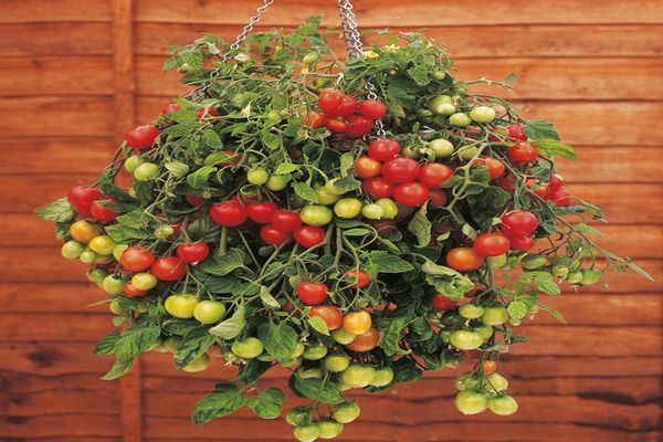 indoor tomatoes