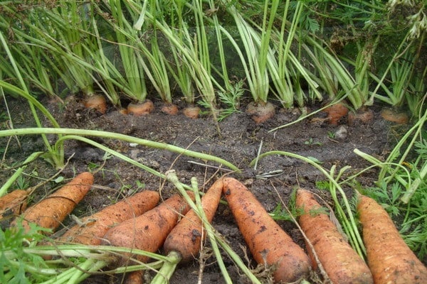 harvesting