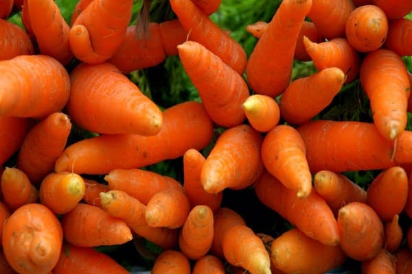 plant carrots