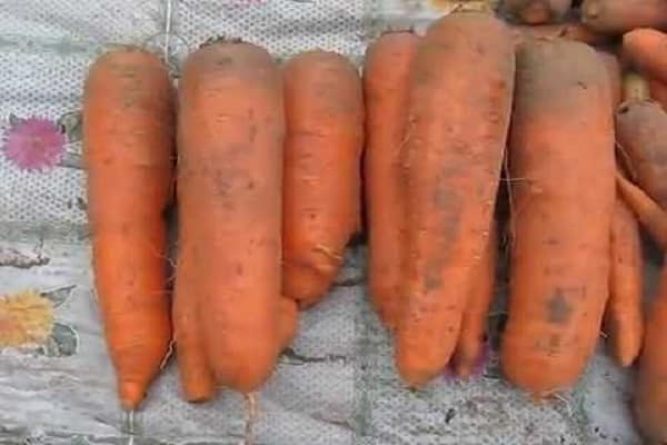 growing carrots