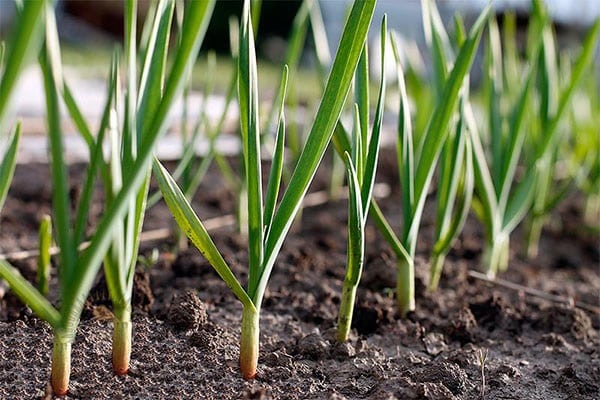 daffodils and tulips